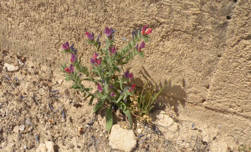 I fiori di Gerico